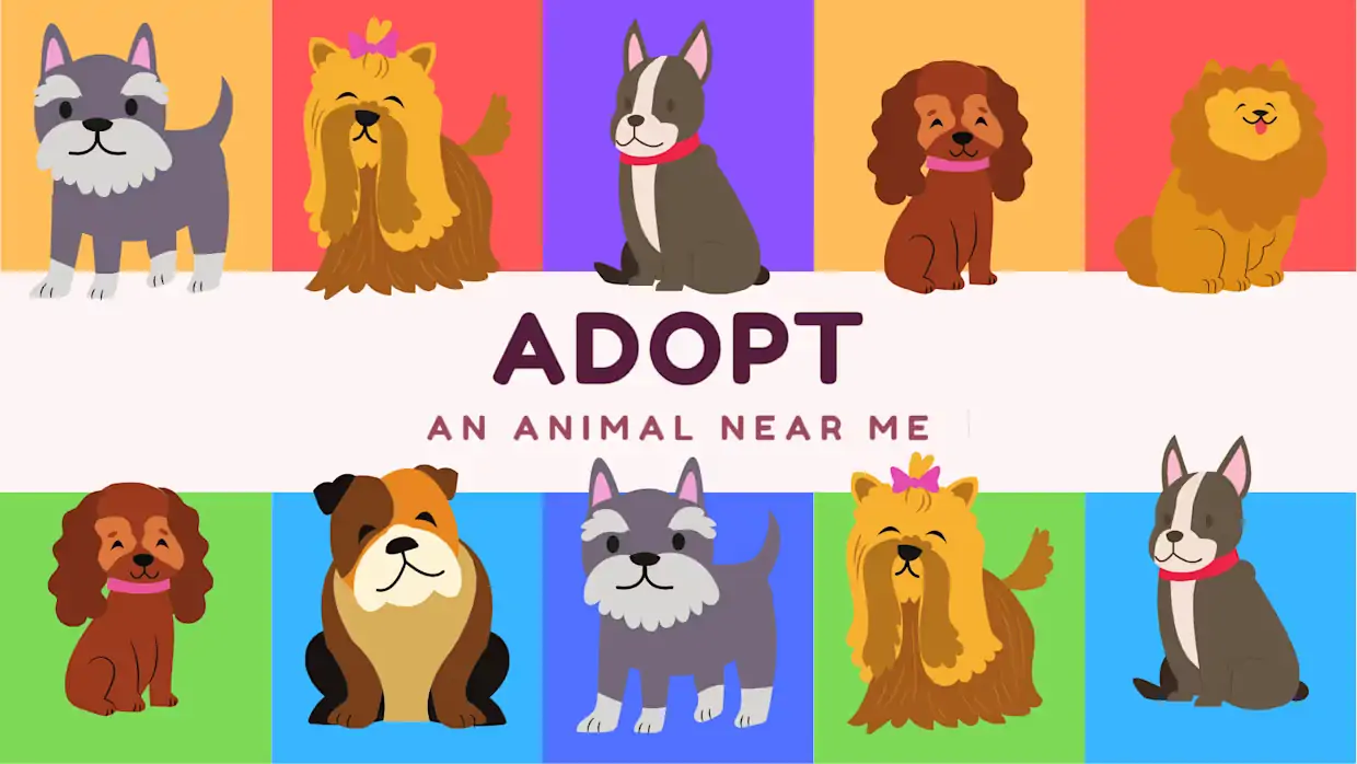 收养我身边的动物|Adopt an Animal Near Me-极速数码电玩